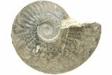 Jurassic Ammonite (Tragophylloceras) Fossil - France #216630-1